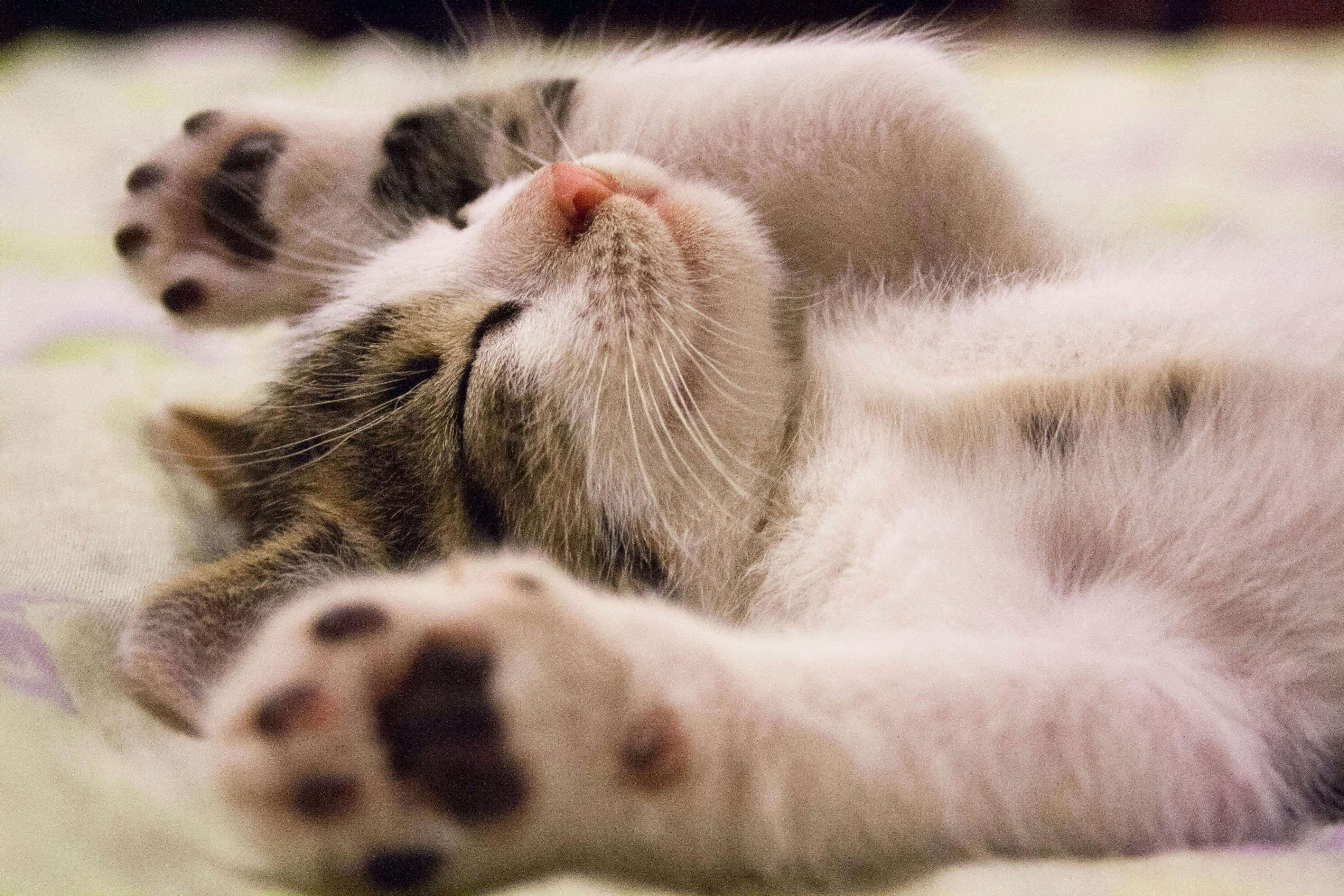 Cute Cat Laying Down