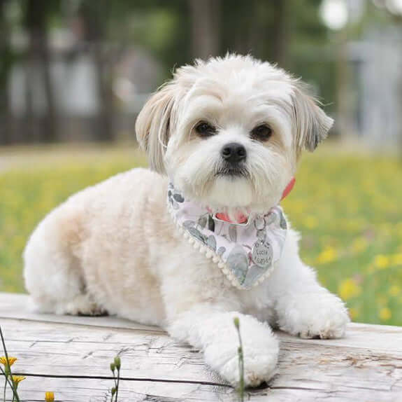 White Shih Tzu Dog wearing bandana and pet id tag