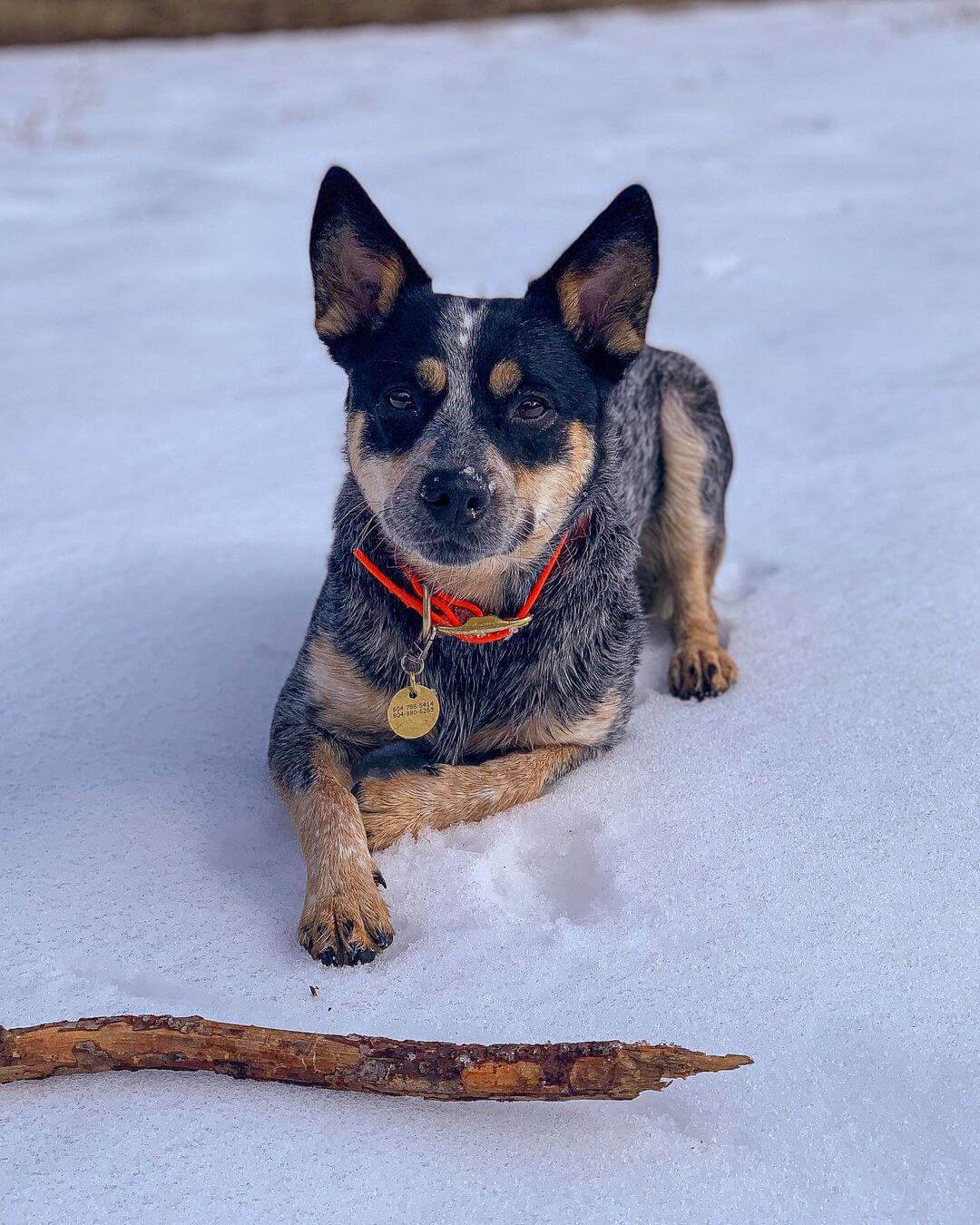 Dog in Winter Snow wearing Hand-Stamped Pet Tag
