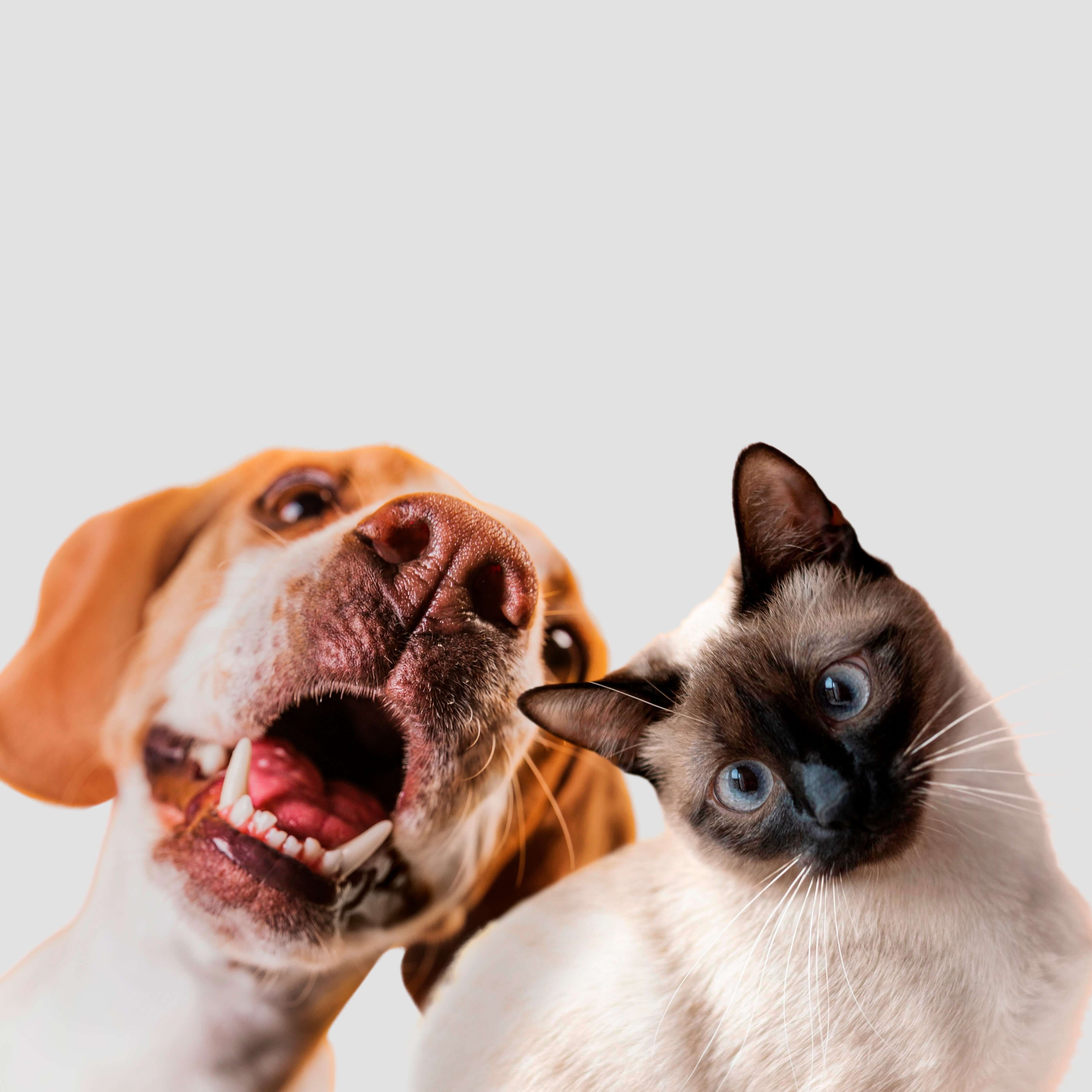 Close-up of a happy brown-and-white dog with its mouth open next to a curious Siamese cat, both looking at the camera against a light gray background.