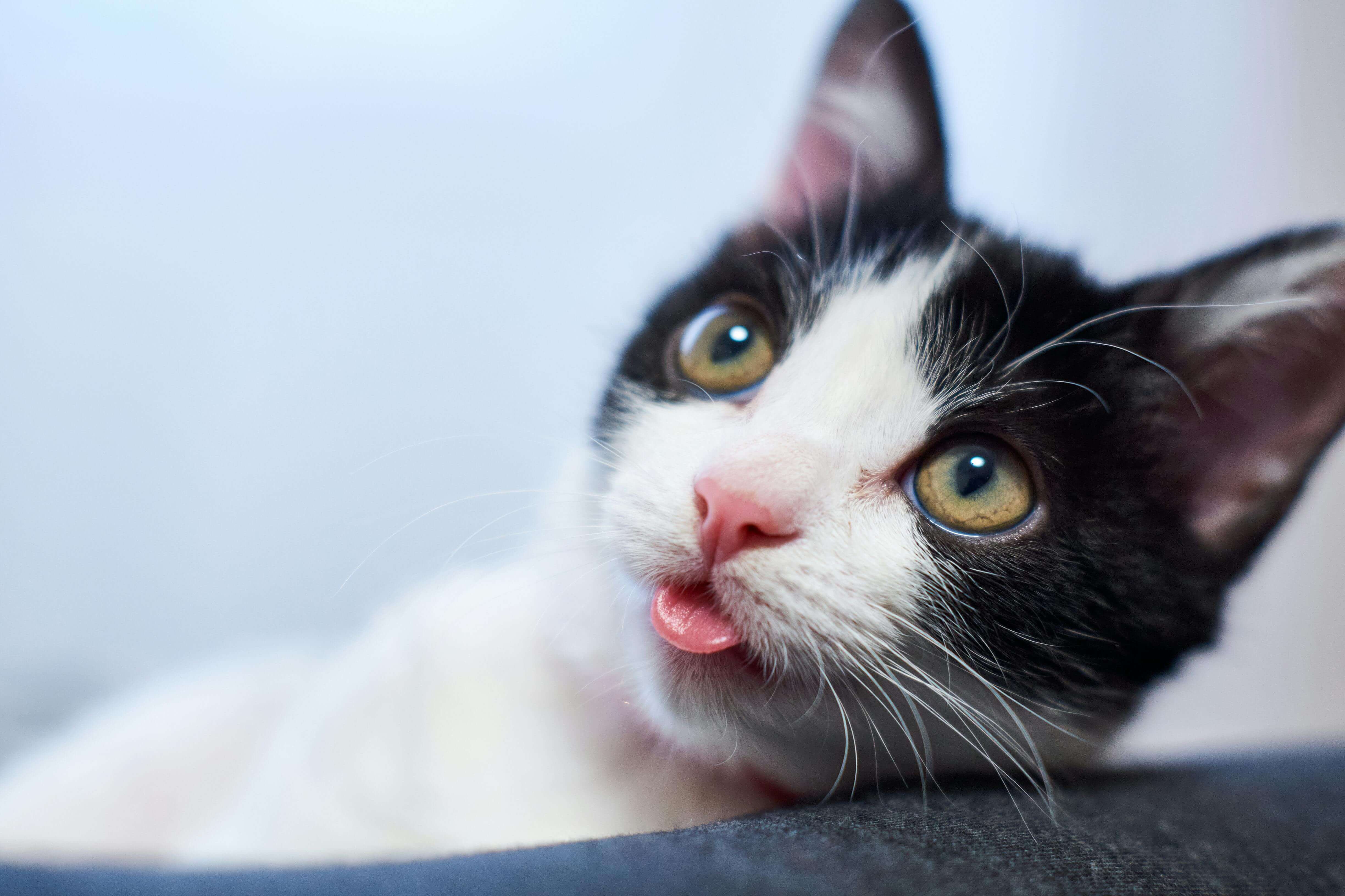 Black and white cat