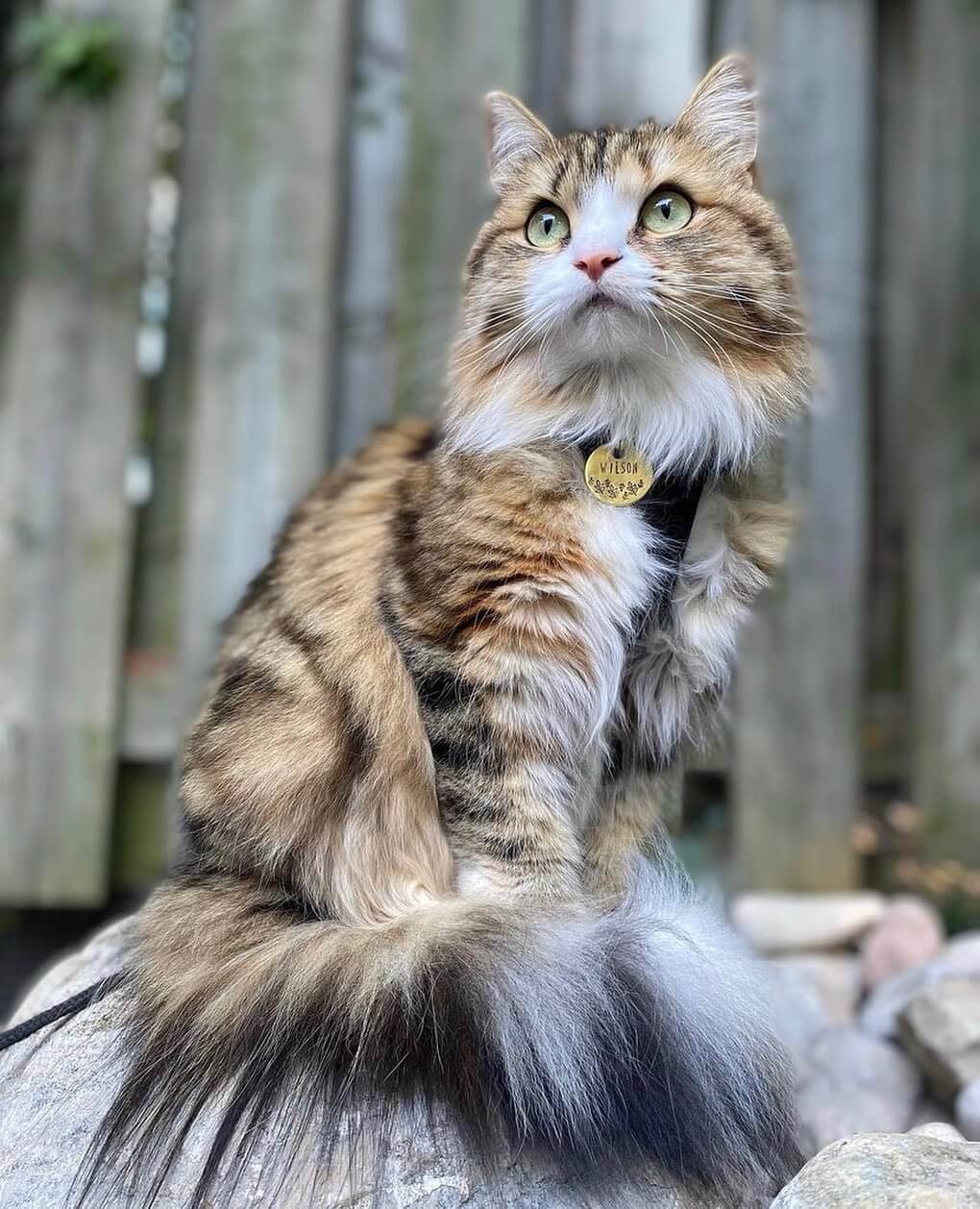 Does my cat need an ID tag? | Cat Owner with Cat Outside