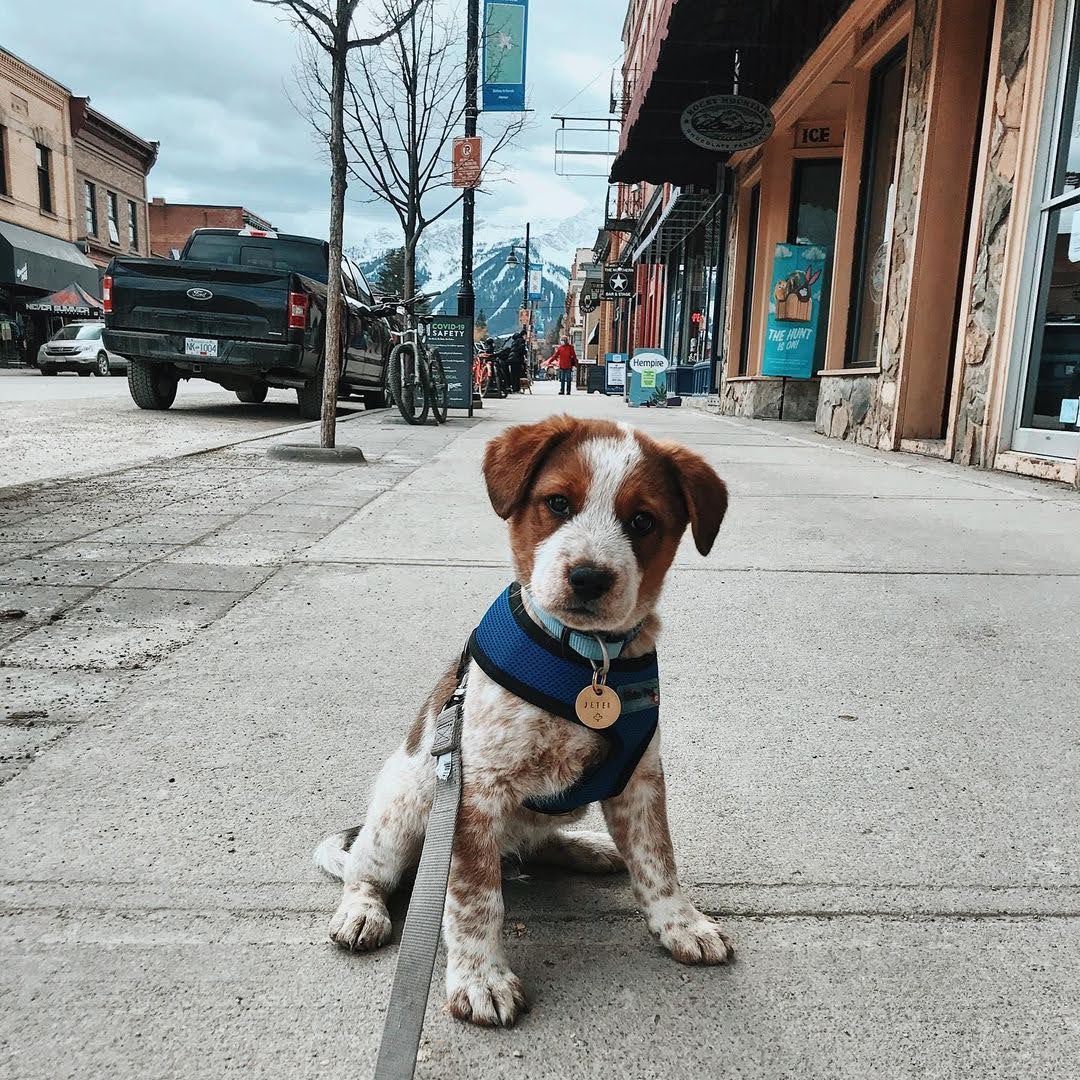 Dog collar tag