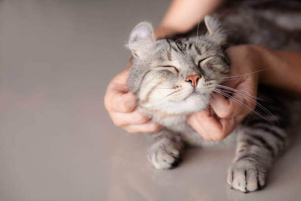 cat receiving affection
