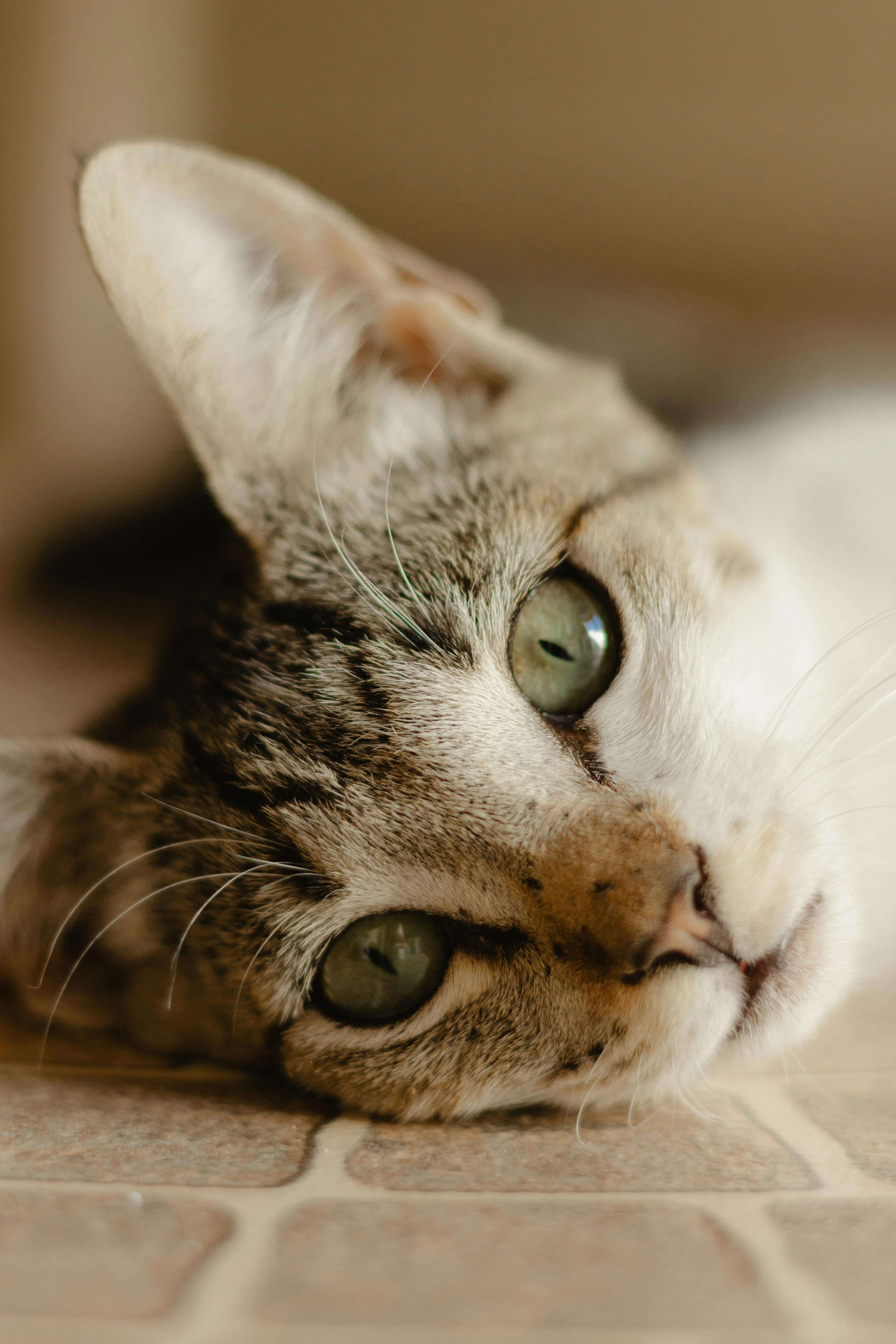 Close-up of a tabby cat lying down with green eyes and a calm expression