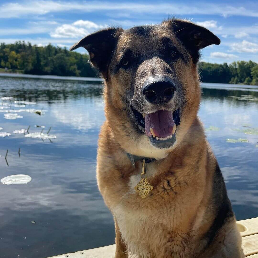 Dog wearing tag