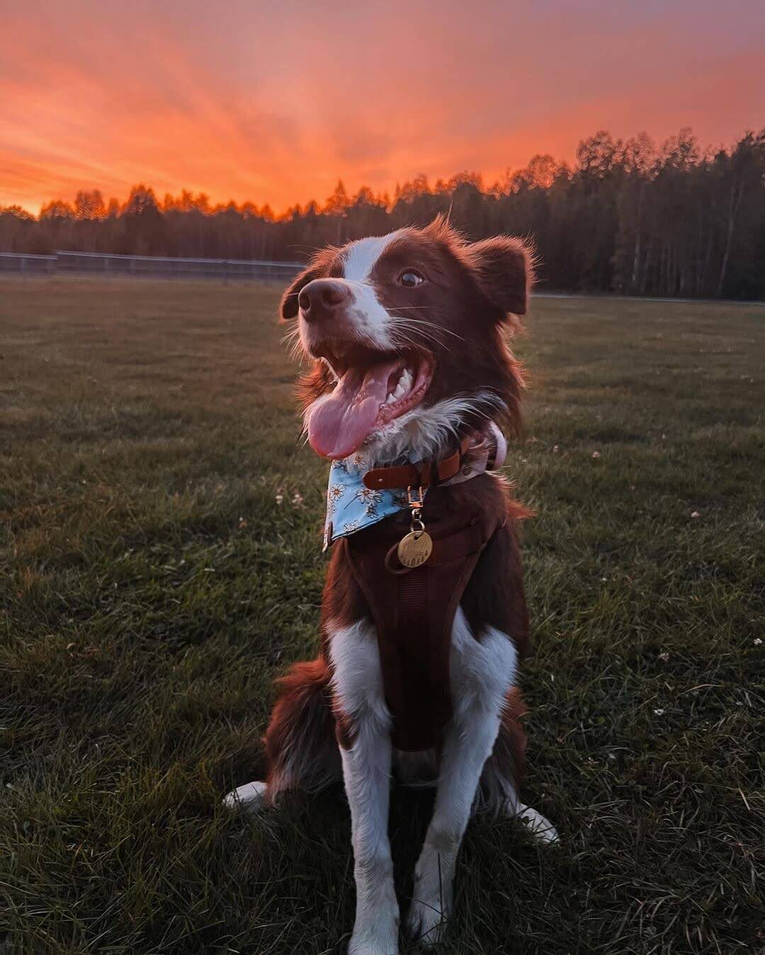 Adventurous Pet wearing a Pet ID Tag.