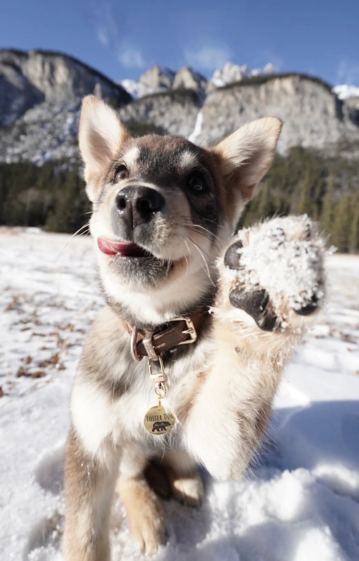 Dog running on the snow wearing a dog id tag