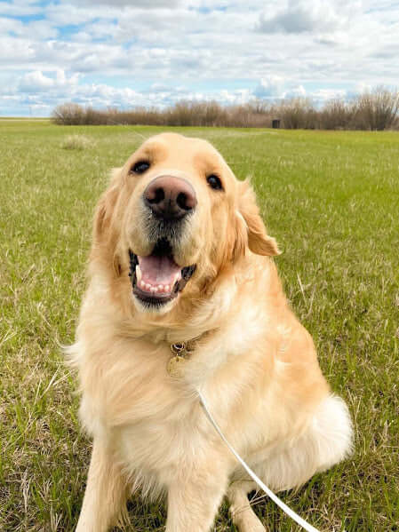 big dog smiling in the field