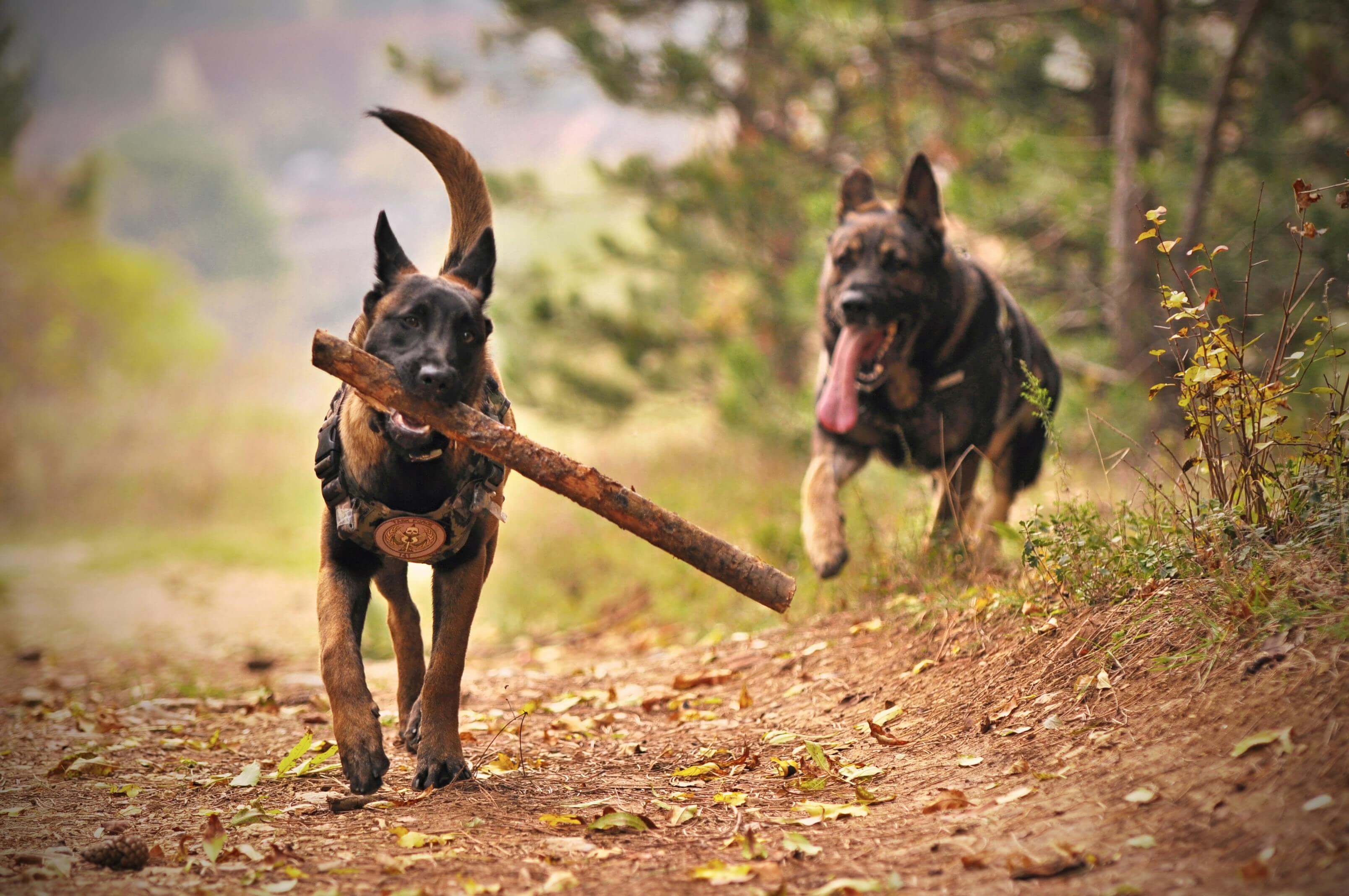 Two German Shepherd dogs playing on a forest trail, one carrying a stick in its mouth while the other runs behind with its tongue out.