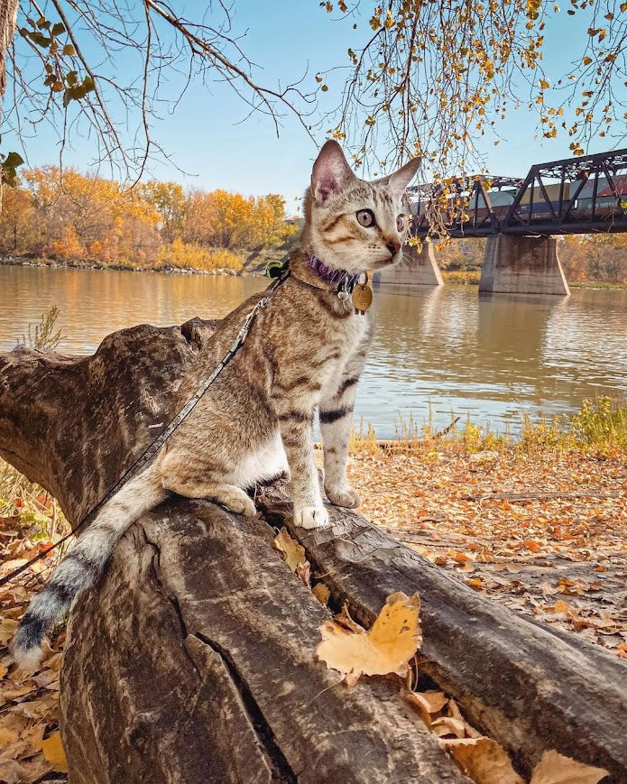 striped cat attentive on the riverbank