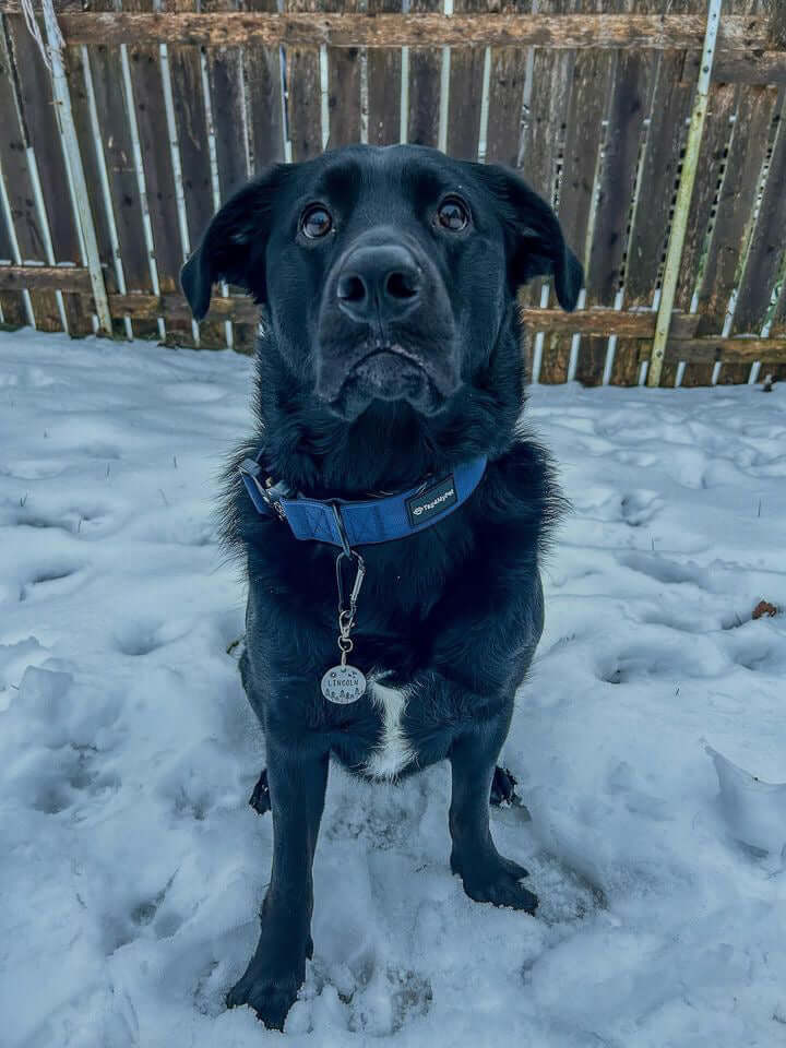Dog wearing Tag4MyPet Collar and Tag | Dog Accessories Canada