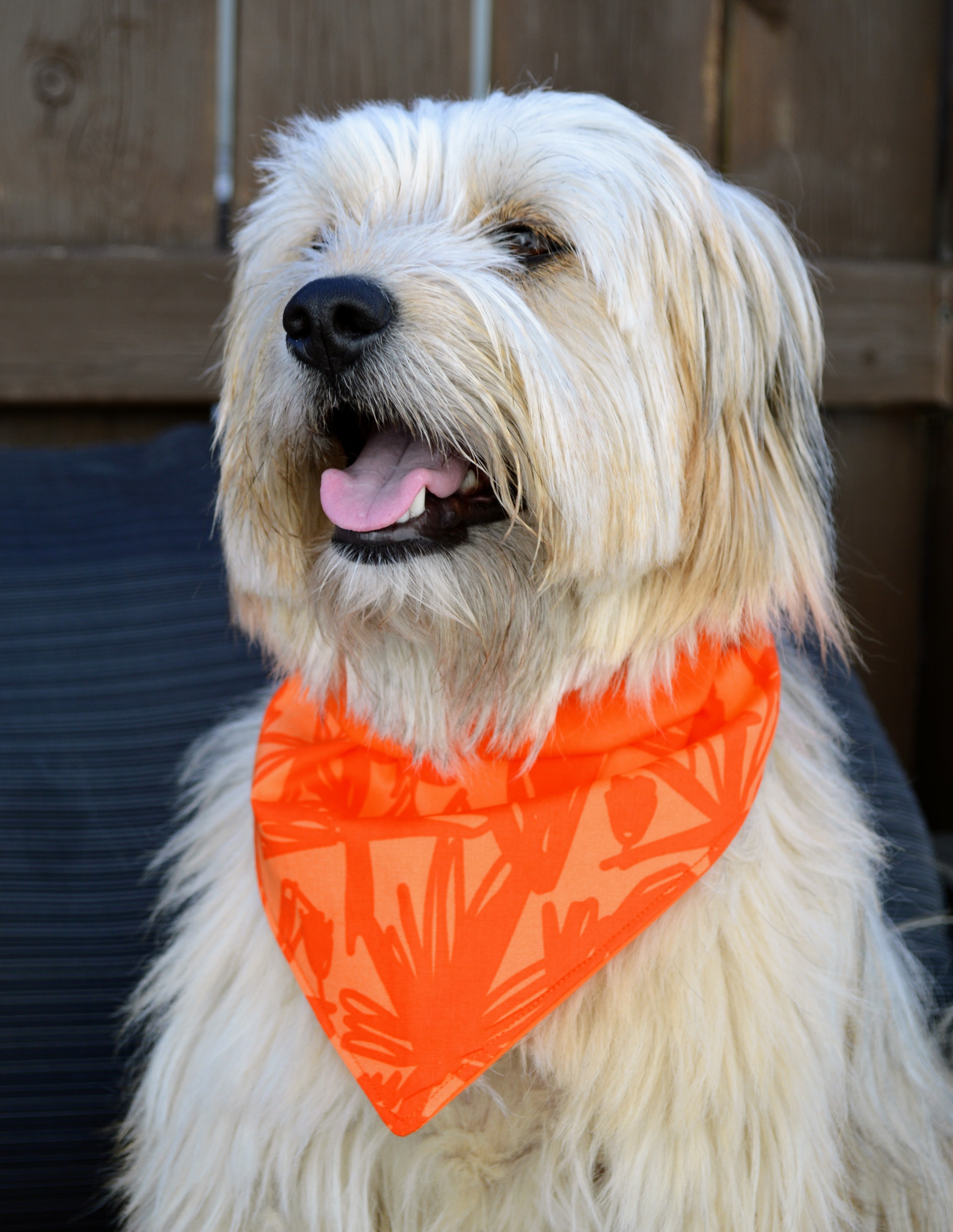 Dog wearing bandana