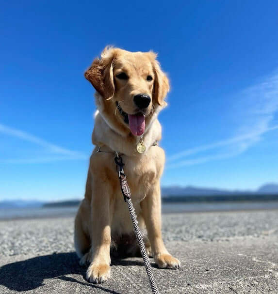 light dog smiling in the sun
