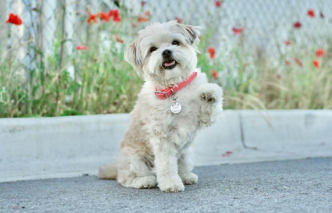 Small dog white wearing a dog tag