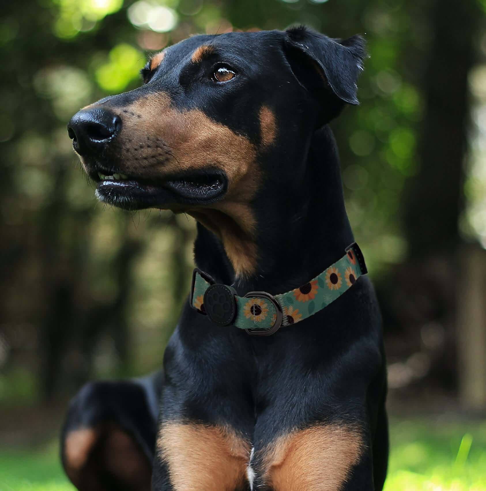 Dog with Personalized Dog Collar | Tag4MyPet