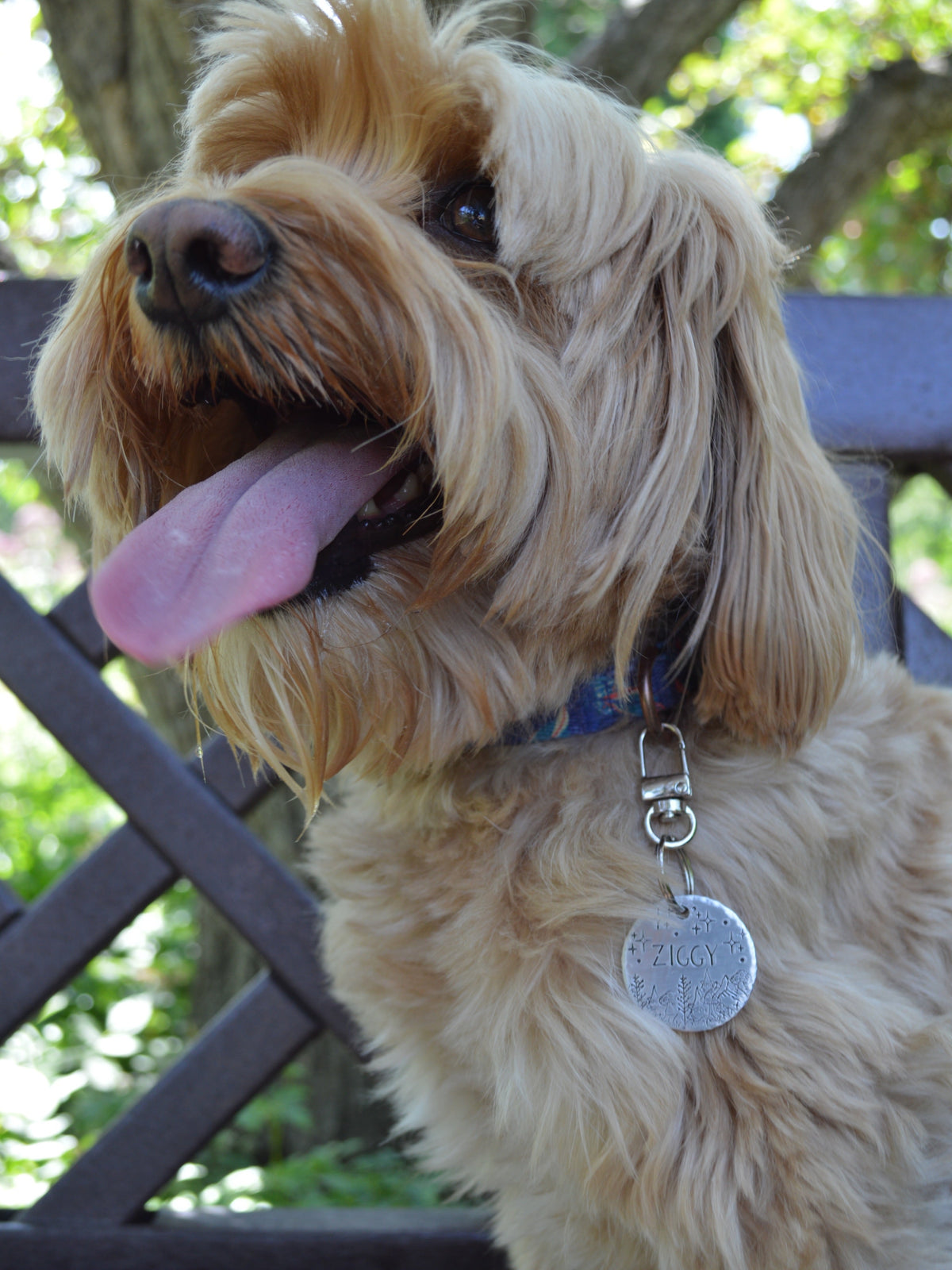 Havanese Dog wearing a Dog ID Tag | Tag4MyPet