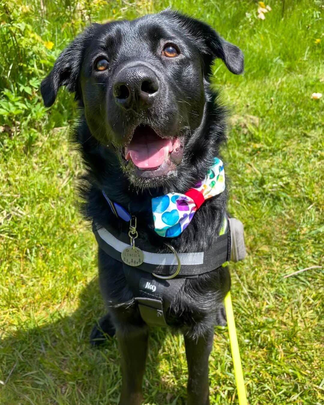 black dog smiling