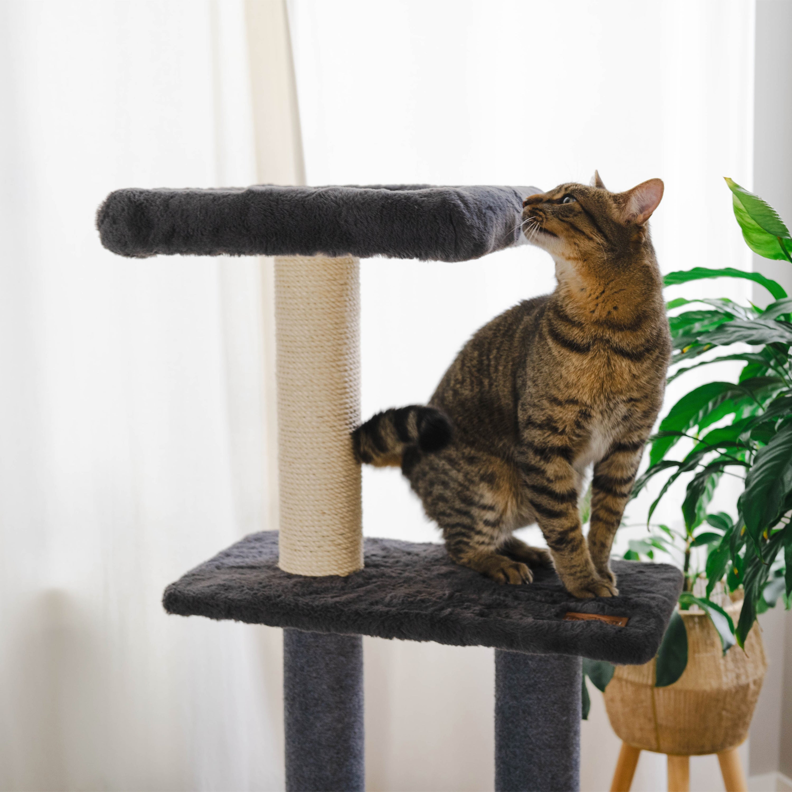 Hut Hideout Deluxe Cat Tree – The Ultimate Playground for Your Cat
