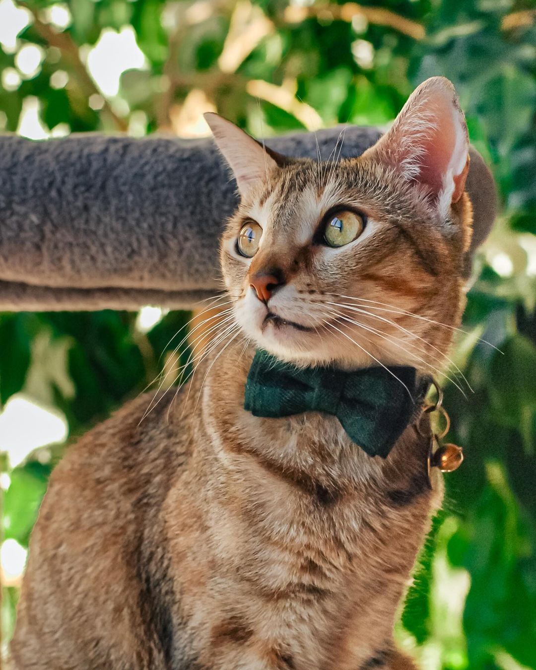Cat wearing a collar with bow and bell green | Tag4MyPet