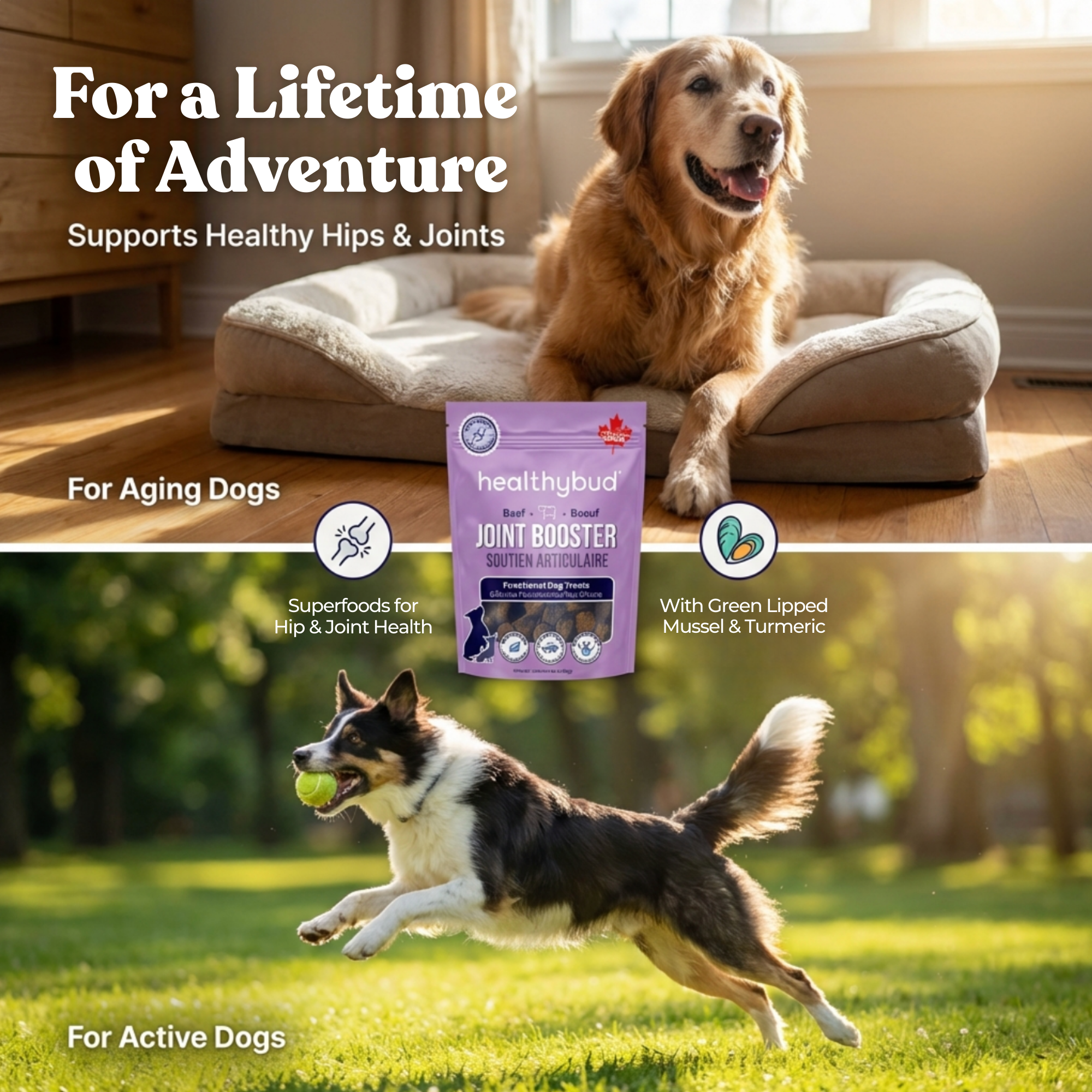 Best Dog Food Joint Health