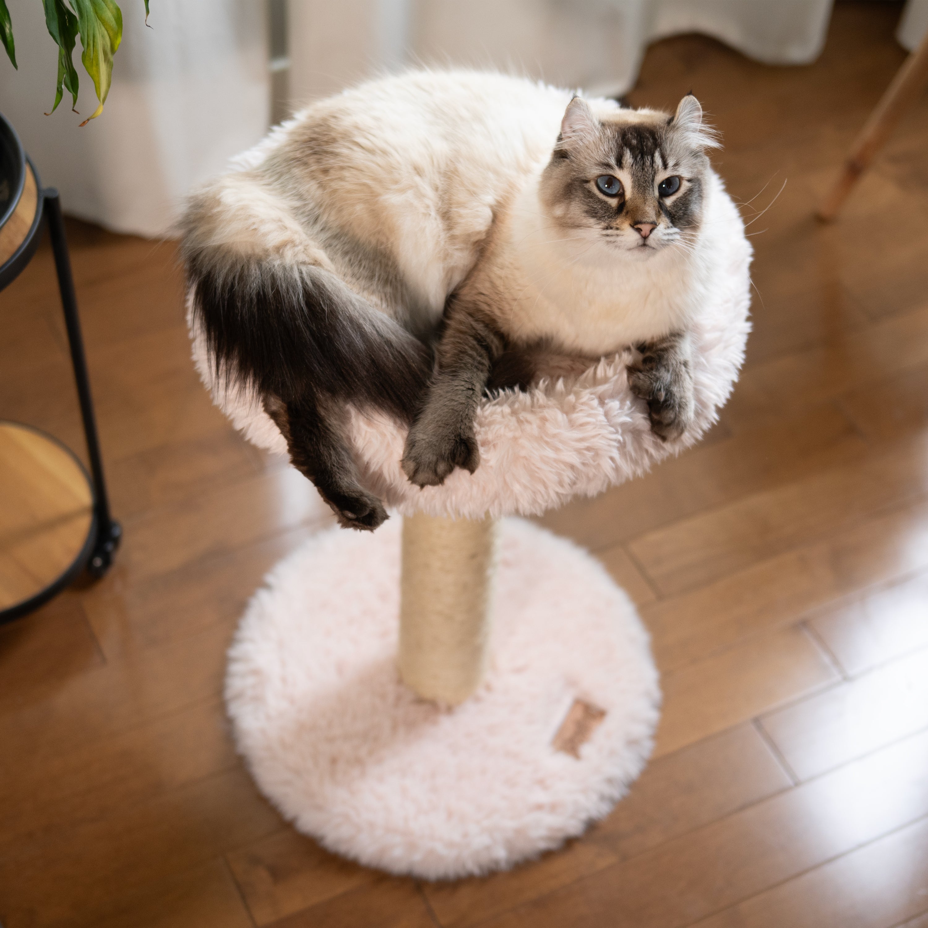 Small Cat Tree | Tag4MyPet | Ships to USA and Canada