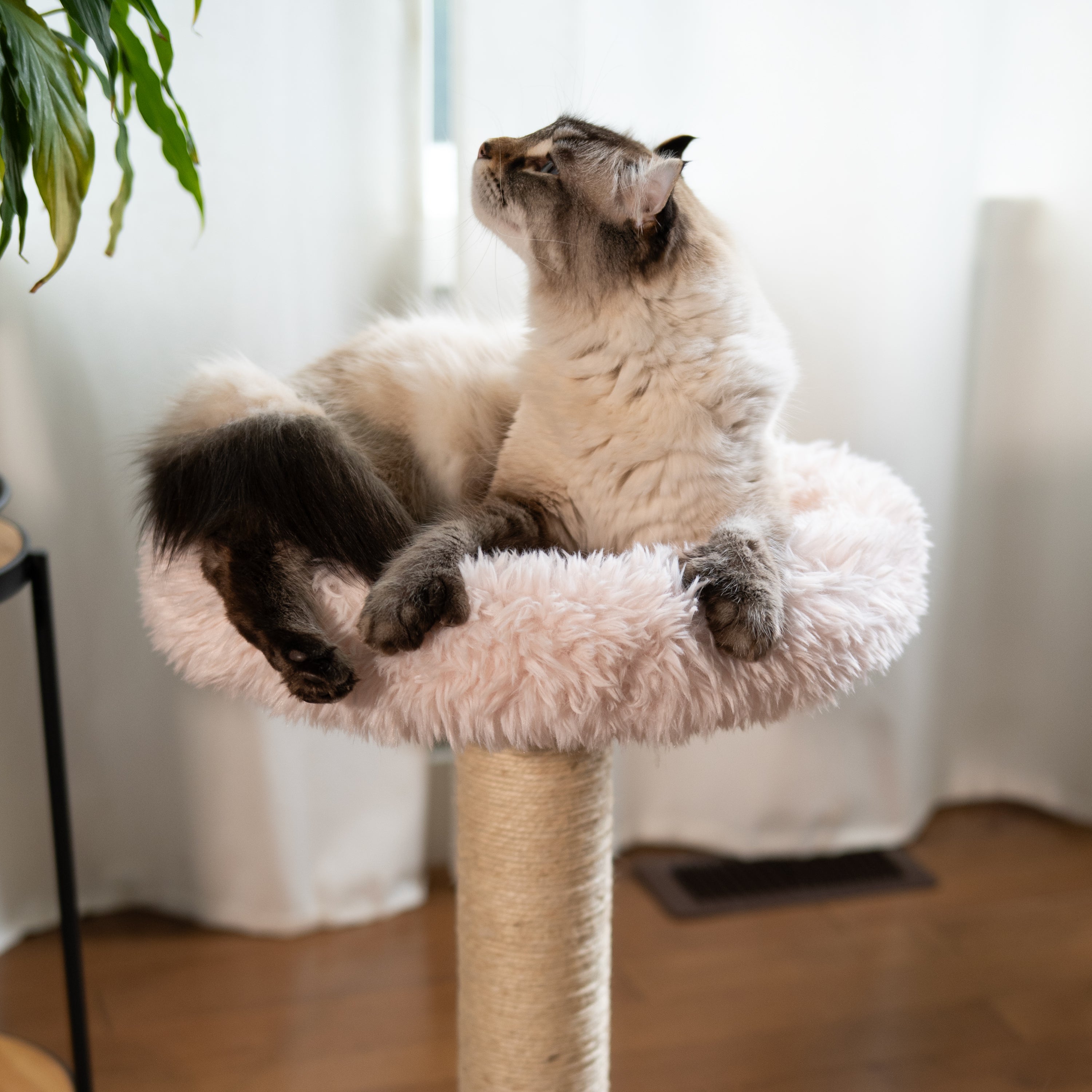 Small Cat Tree | Tag4MyPet | Ships to USA and Canada