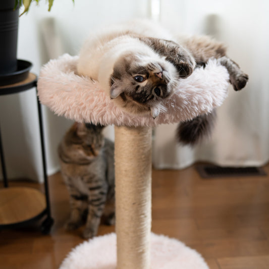 Small Cat Tree | Tag4MyPet | Ships to USA and Canada