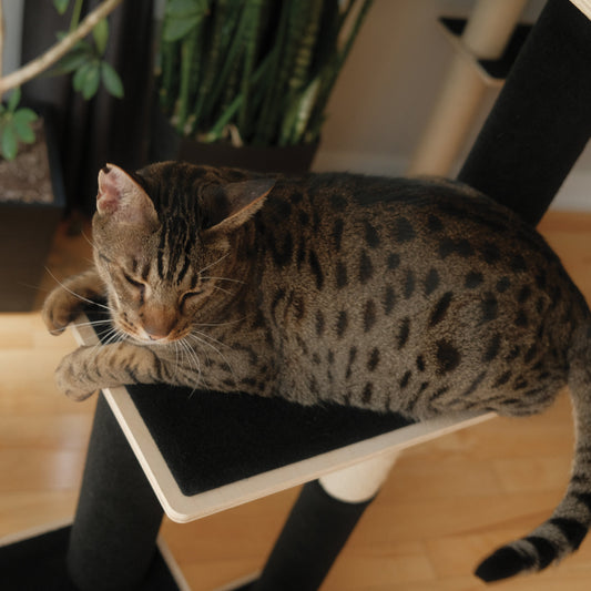 Cat Tree Large | Tag4MyPet | Ships to USA and Canada