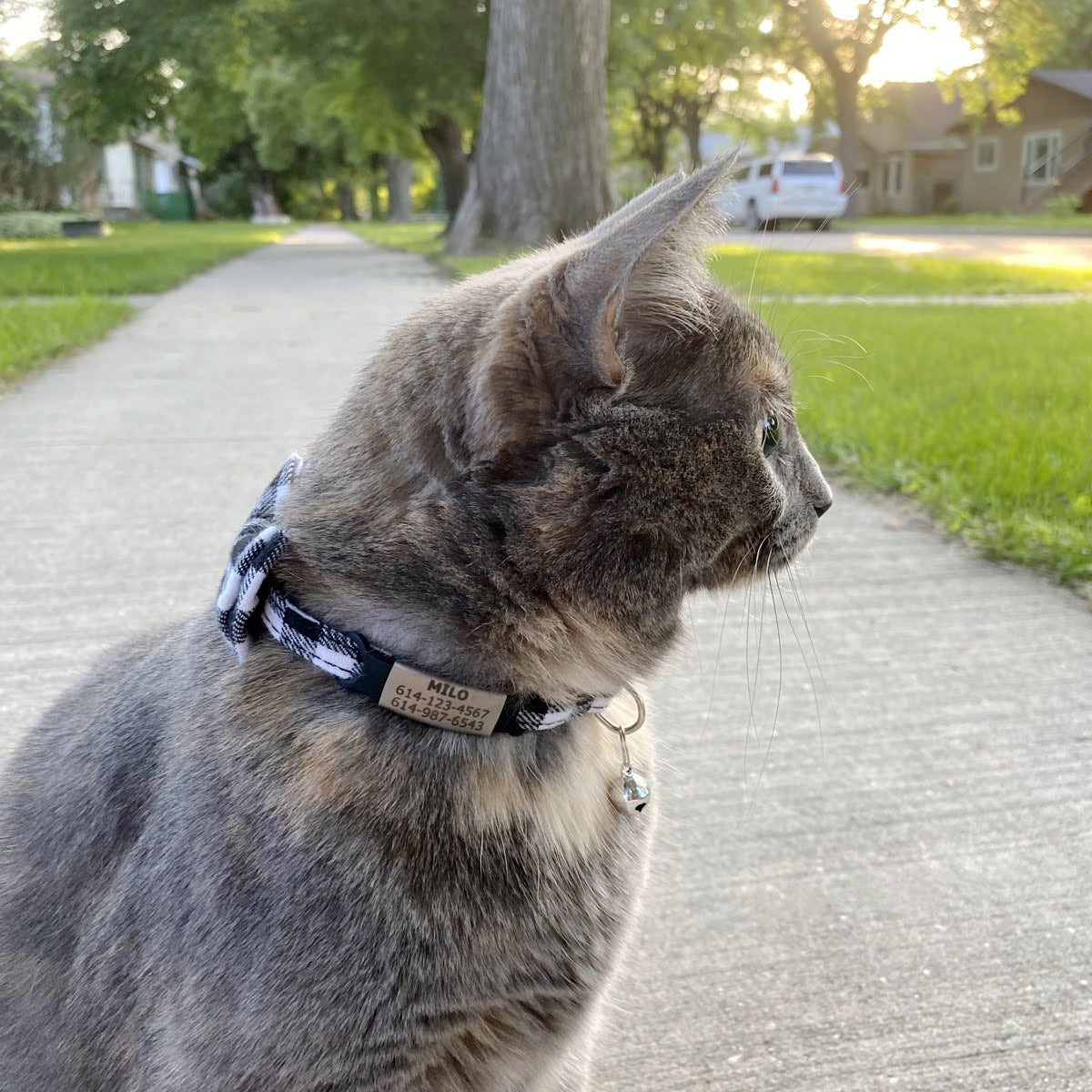 Cat wearing Bowtie Breakaway Cat Collar and Slide-On Tag