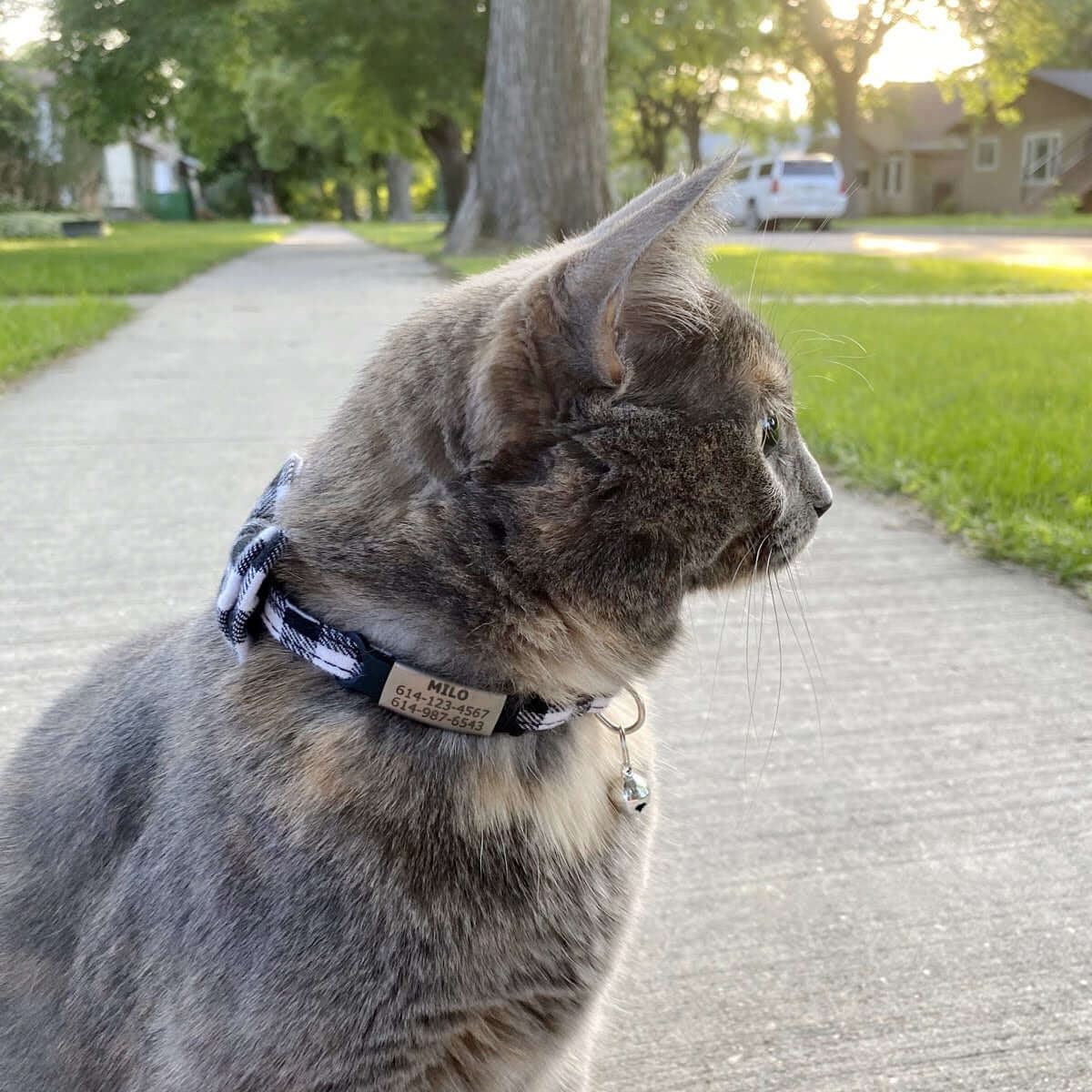 Brown cat wearing bowtie collar with slide on name tag