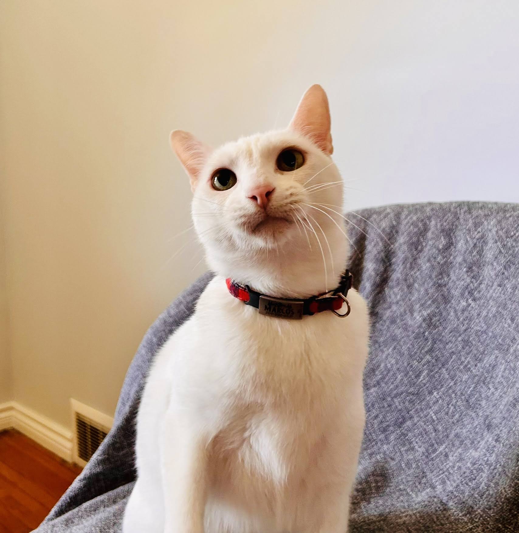 Cat wearing Breakaway Cat Collar