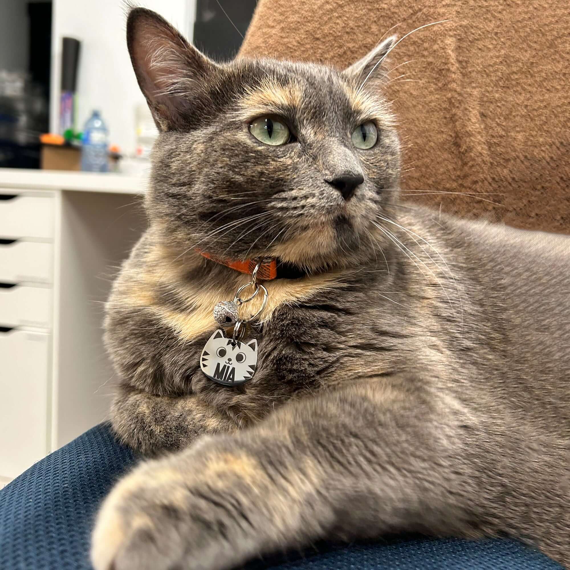 Cat wearing laser-engraved cat-shaped ID tag