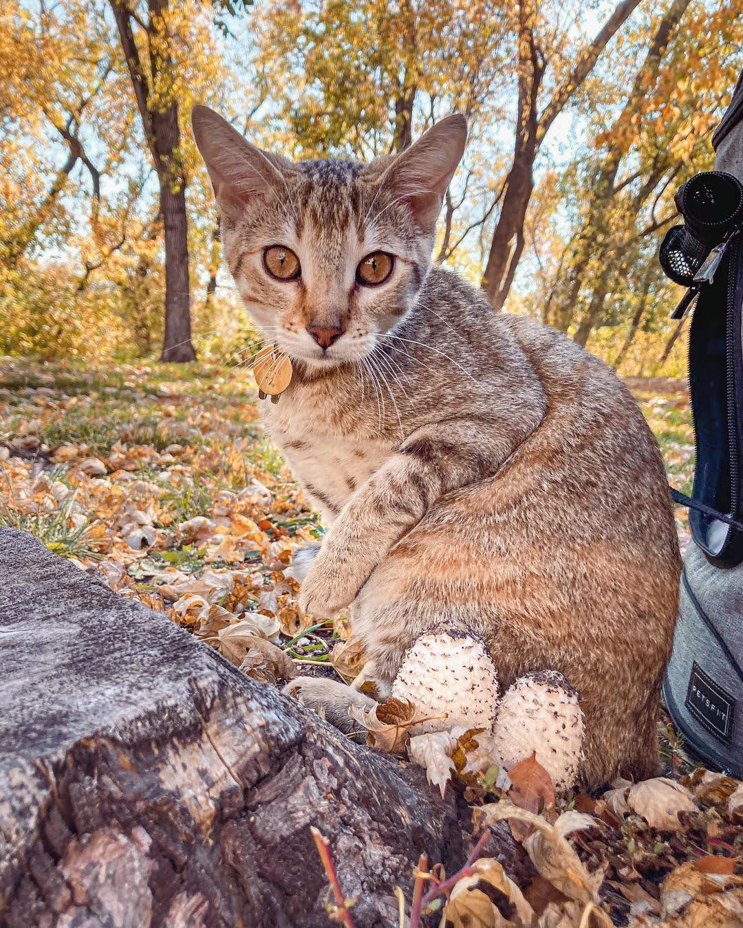 Cat wearing a hand-stamped pet tag outside