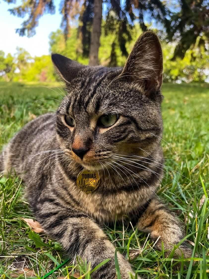 Cat wearing laser-engraved pet ID tag laying out on the grass