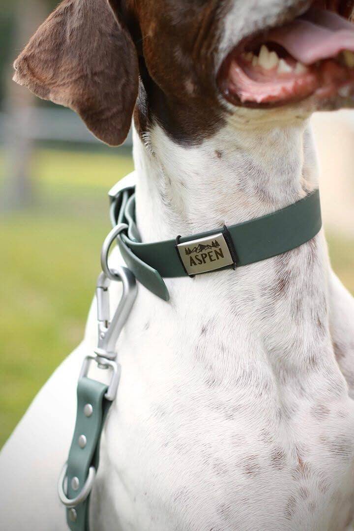 Dog wearing PVC Collar outdoors