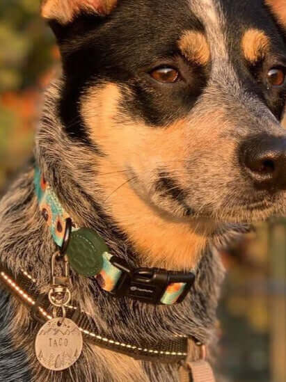 Dog Wearing a Hand-Stamped Pet Tag