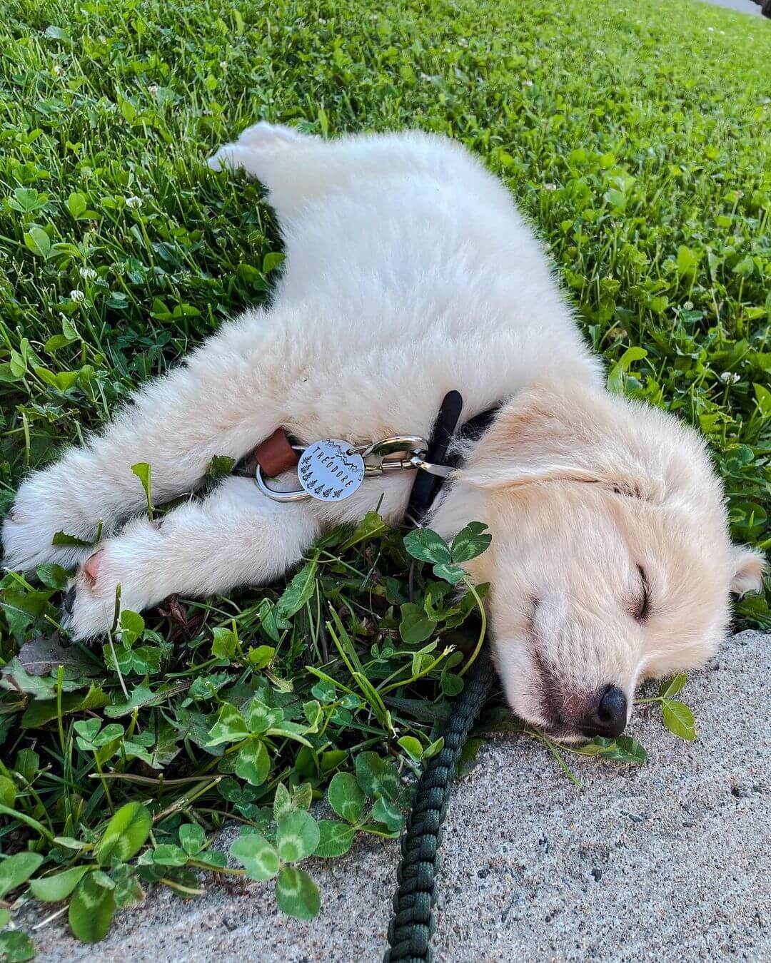 Dog lying down outside wearing Hand-Stamped Pet Tag