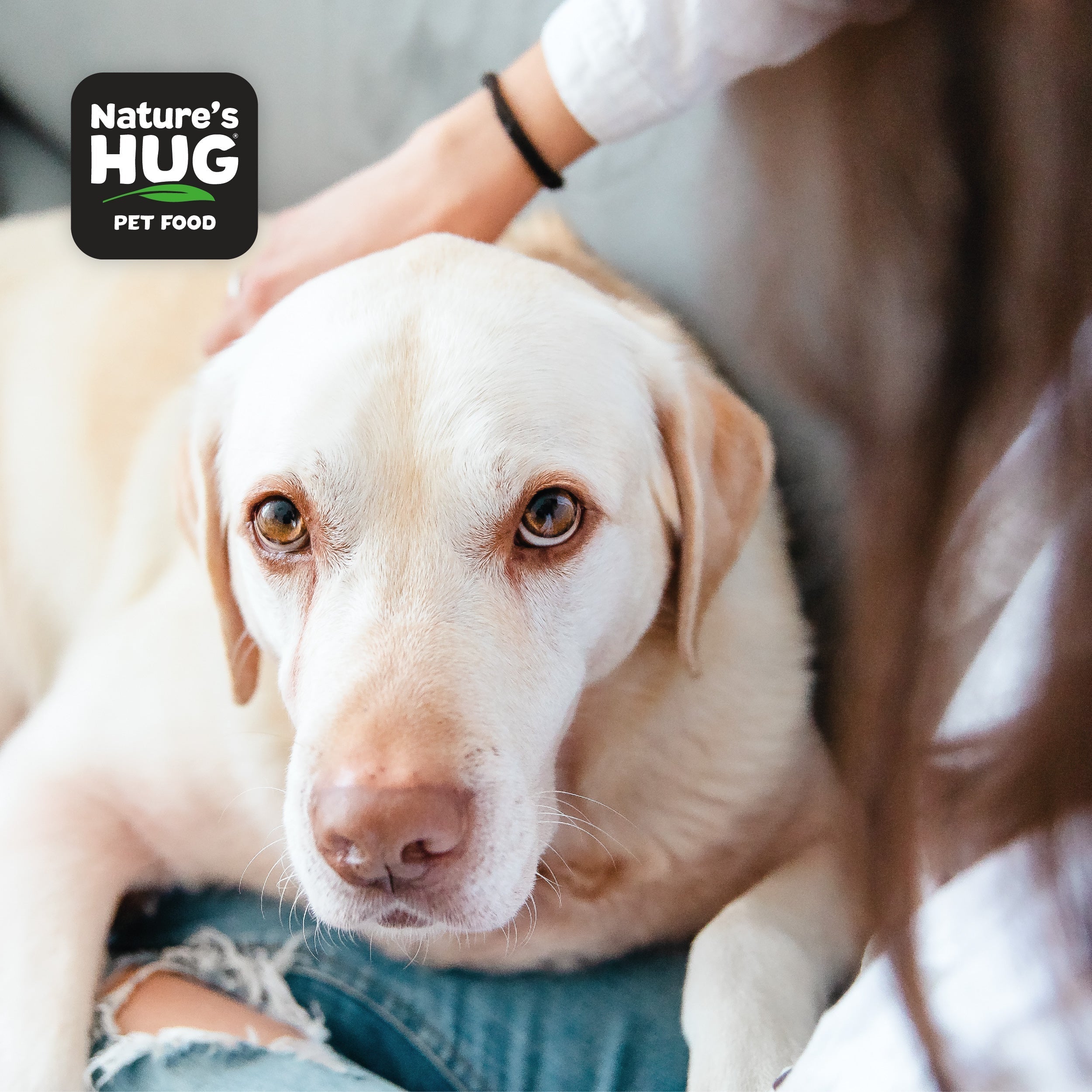 Dog on lap Dog Food for Senior
