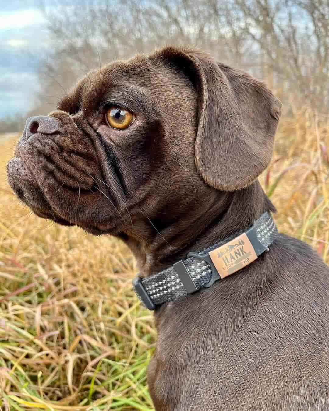 Brown dog named Hank wearing a slide-on ID tag.