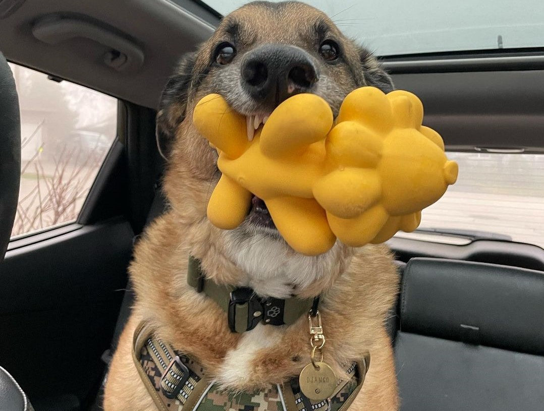 Dog wearing Tactical Collar