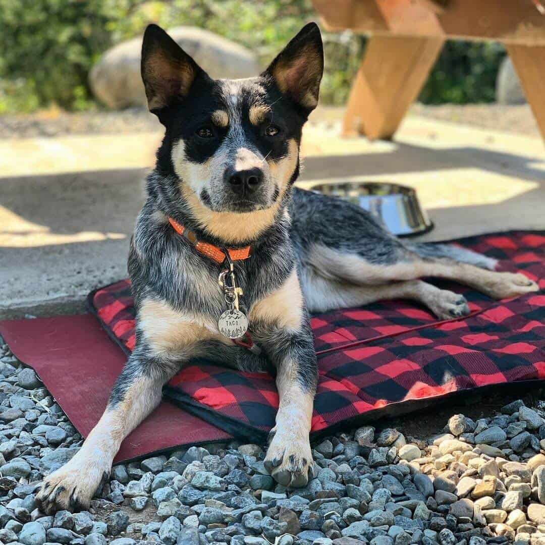 Dog wearing hand-stamped pet tag on a camping trip