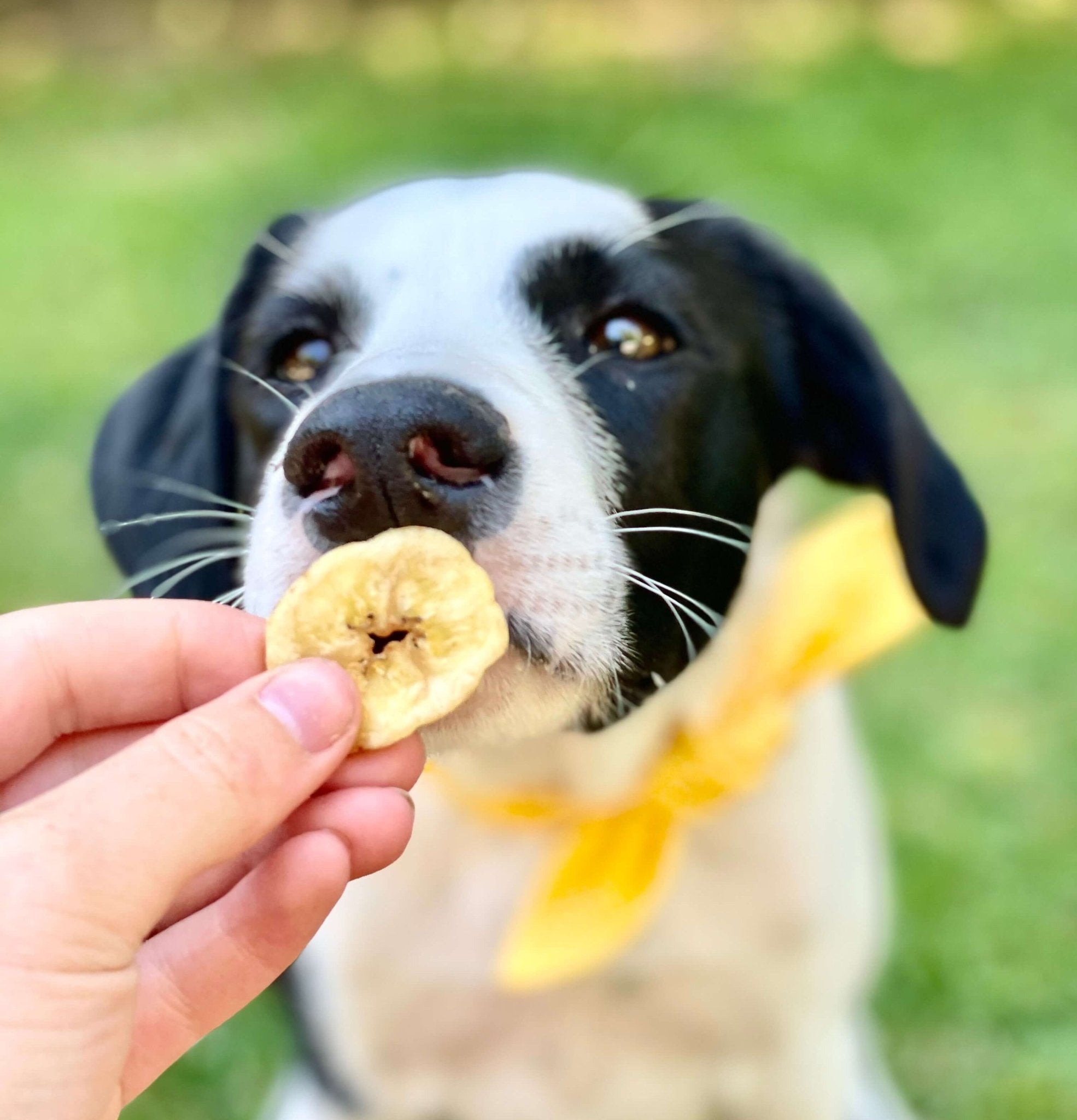 Dog with banana treats