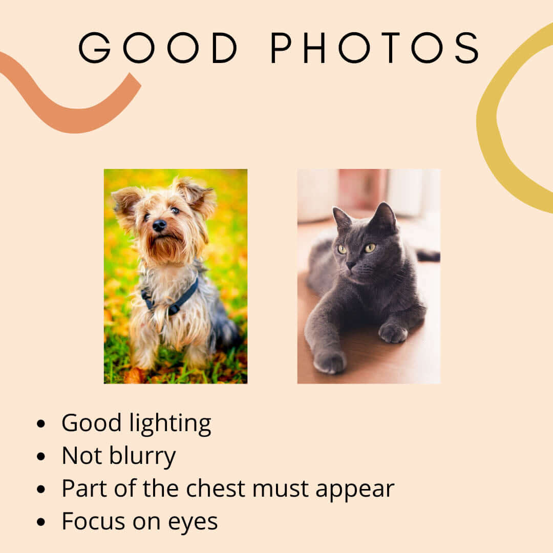 Good Photos for Pet Portraits