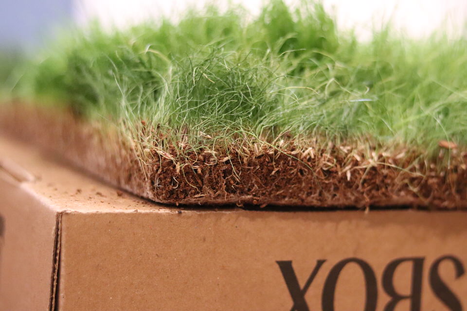 GrassBox – Natural Indoor Potty Solution for Kittens