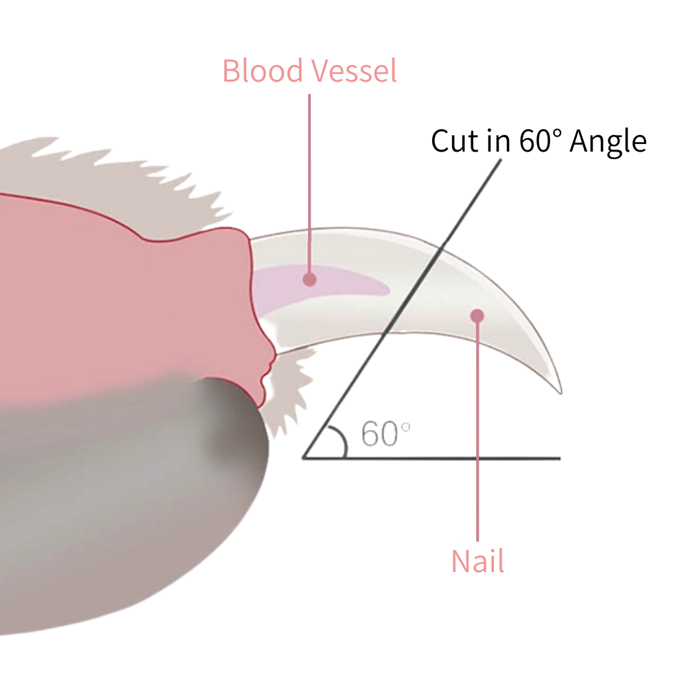 Cat nail clipper