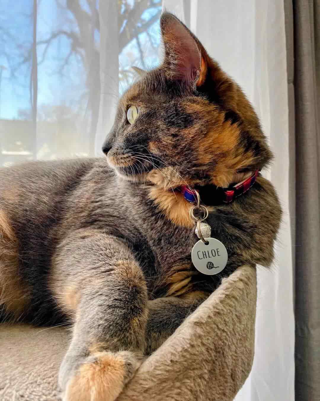 Cat named Chloe wearing an ID tag, looking out the window.