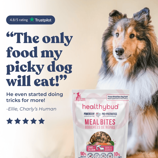 Lamb Treats for Dogs