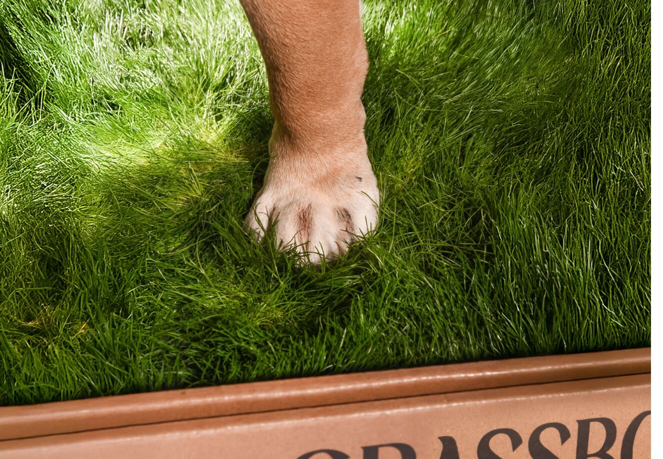 GrassBox – Biodegradable Indoor Pet Grass Patch