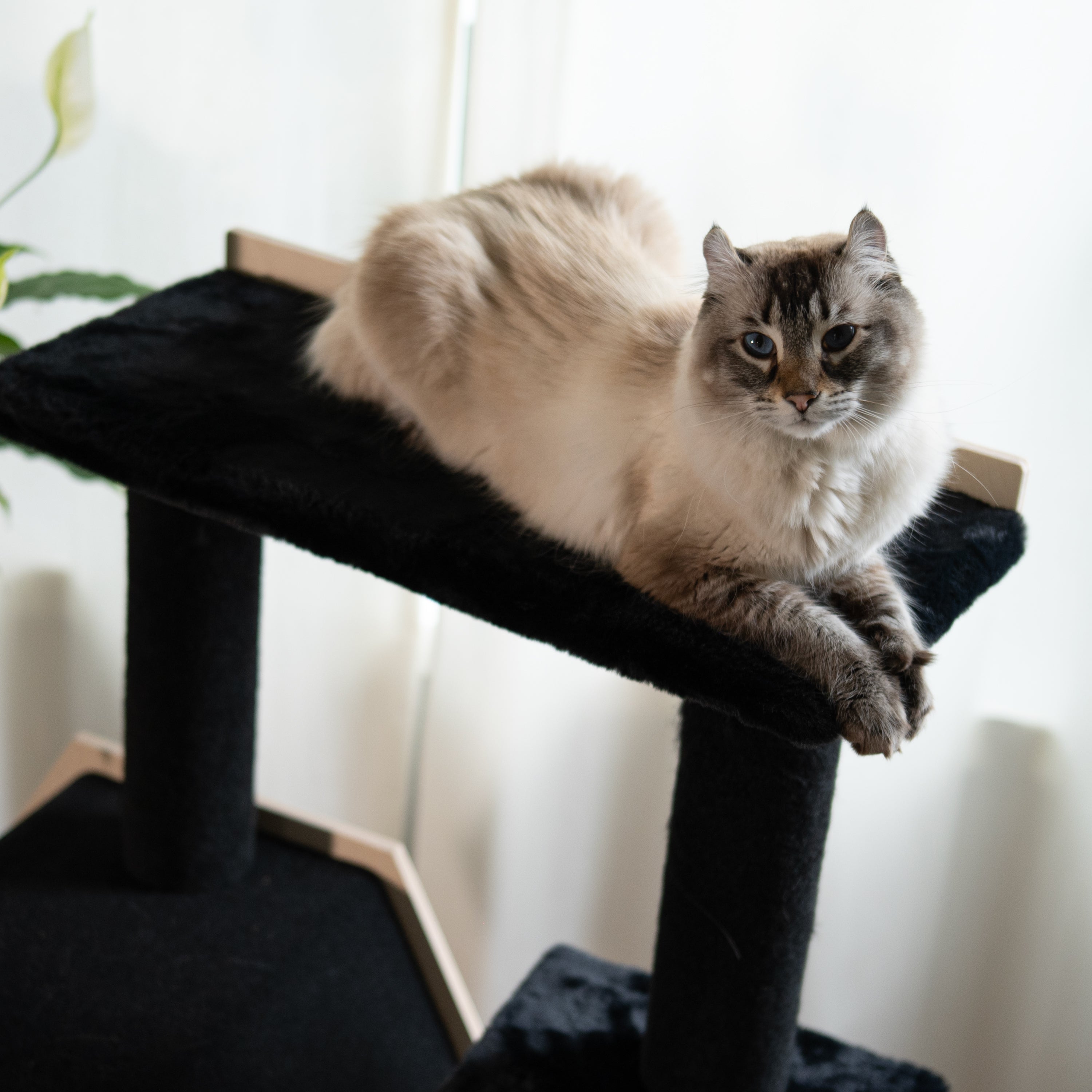 Cat Tree Unique | Tag4MyPet | Ships to USA and Canada